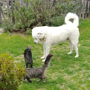 two stripped cats with one cat looking at a large white dog