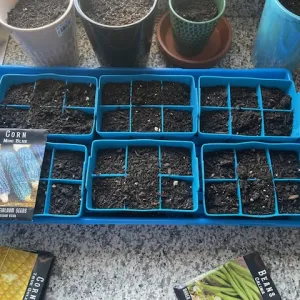 blue seed starting flat with soil in it