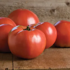 Martha Washingtom Tomatoes