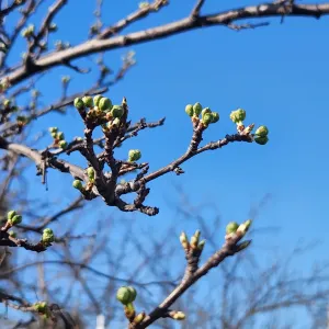 leaf buds just starting to peek out of dormancy