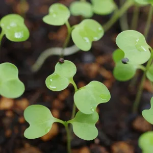 vegetable seedlings