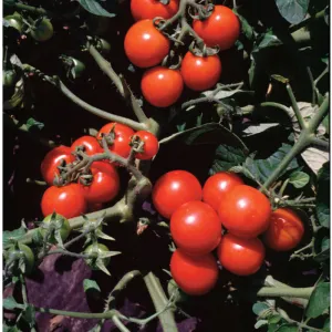Washington Cherry Tomatoes