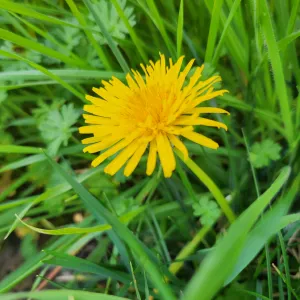 yellow dandelion flower with a background of green grass