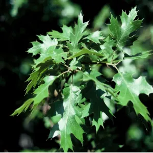 black oak leaves