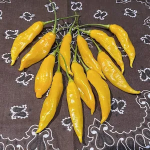 Madre Vieja yellow pepper