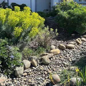 front yard landscape with yellow foliaged and green foliaged plants as a dry river bed runs through center of yard