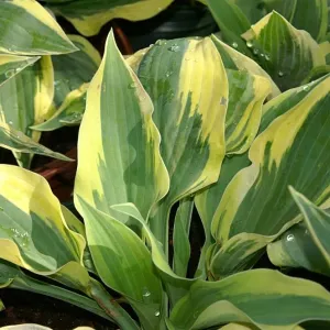 variegated yellow and green hosta called wolverine