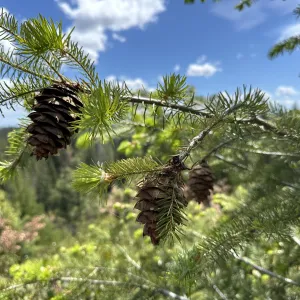 Two Douglas-fir cones hanging on a tree branch.