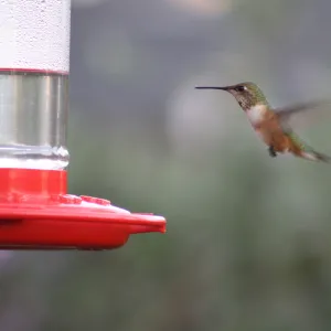 rufous hummingbird about to feed at a hummingbird feeder