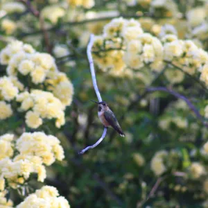 hummingbird sitting on the stem of a yellow Lady Banks rose 