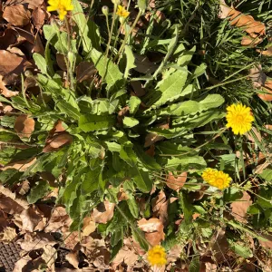 dandelion plant in bark