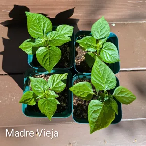 Madre Vieja pepper plant seedlings in a 4-pack
