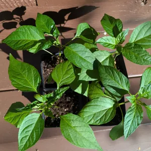 ErJing Tiao pepper plant seedlings in a 4 pack