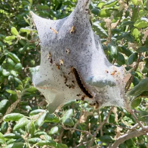 a mass of webbing hanging from branches and within it are caterpillars