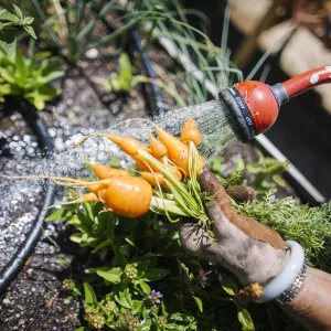 Gardener rinsing carrots after harvesting to remove soil and potential contaminants. 