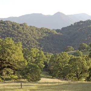 An oak woodland landscape.
