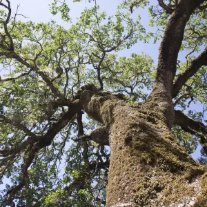 The crown of an oak tree, looking up the trunk from the base of the tree to the canopy at the top.
