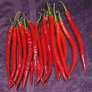 Er Jing Tiao red pepper