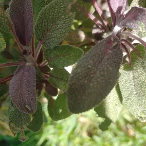 sage leaves showing signs of leafhopper damage