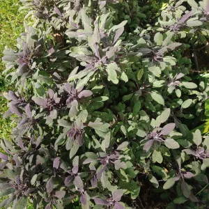 sage plant with purplish tips