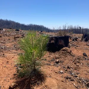 Picture of planted pine seedling in recently burned area.