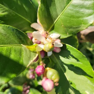 lemon flowers on a tree
