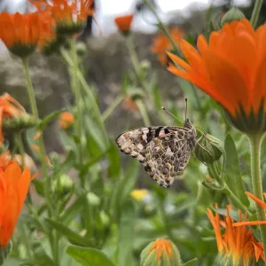 A brown spotted butterfly amongst green stems and leaves of orange calendula flowers.