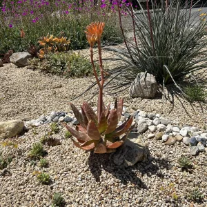 Large brown succulent with a stemmed orange flower growing from the center. Succulent is planted in a rock garden.