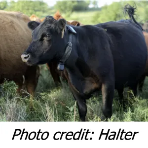 A cow wearing a Halter virtual fence collar.