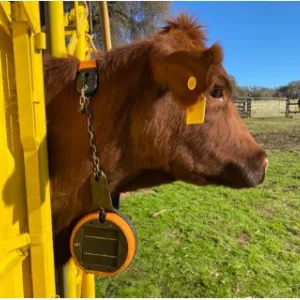 A cow wearing a Gallagher eShepherd virtual fence collar.