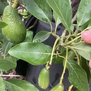 big and small avocados growing on a tree