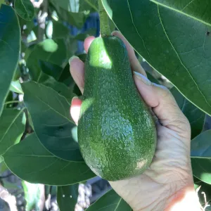 hand picking a pear-shaped avocado