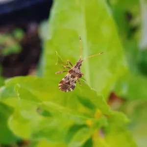 leaf footed plant bug on a leaf