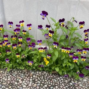 purple and yellow petalled miniature pansy flowers in a bed