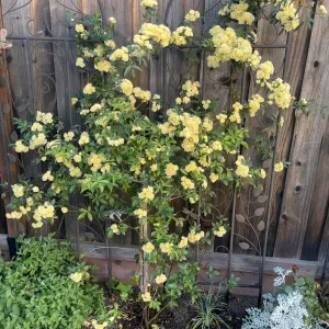 Yellow climbing Lady Banks Rose