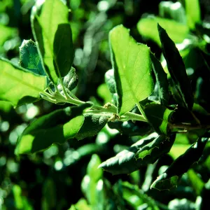 coast live oak leaves