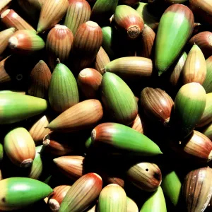 basket of acorns of which some are still green and others brown