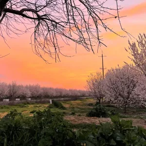 Sunset over field