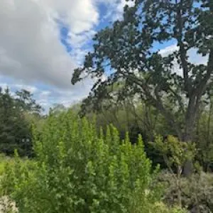 puffy white clouds frame the view of coyote brush and trees