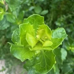 closeup of a coyote brush stem with it's interestingly-shaped leaves