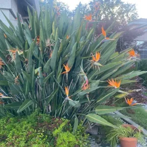 bird of paradise plant with orange and purple flowers