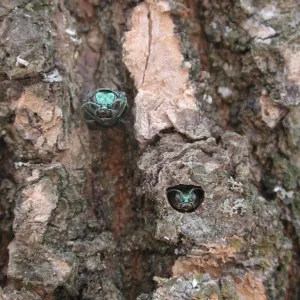 Emerald Ash Borer adults emerging from a tree. 