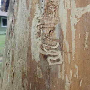 Inner bark of a tree showing s-shaped gallery scars.