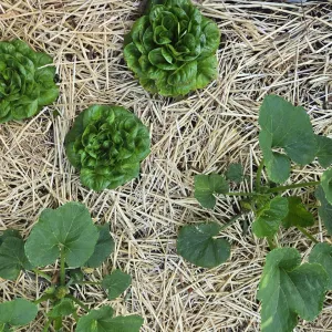 birds-eye view of vegetable plants that are mulched with straw