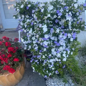 a shrub with multicolored flowers of white, blue and faded blue
