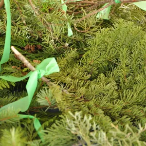Conifer samples used for a CA Tree School class.