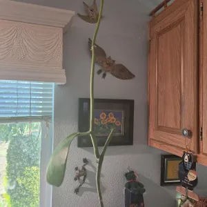 closeup of a hoya plant with one leaf and a stem reaching towards the ceiling