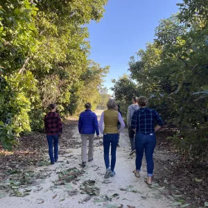 Six people walking through an avocado orchard.