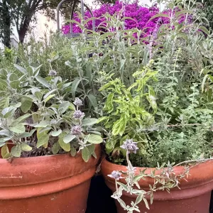 two large pots of herbs