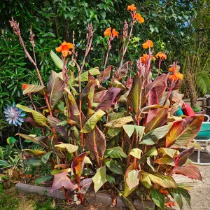 Canna plant with variegated leaves of burgundy and green and orange flowers